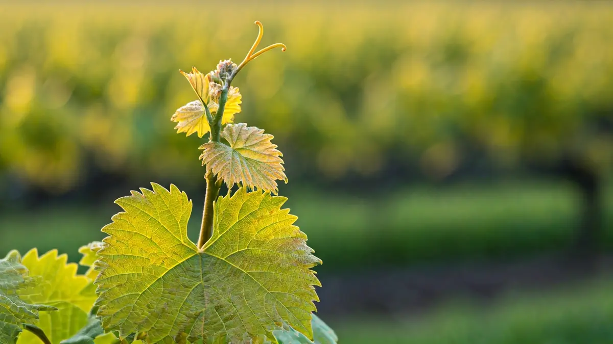Imagen de brotes de vid afectados por heladas tardías en la D.O. Monterrei.
