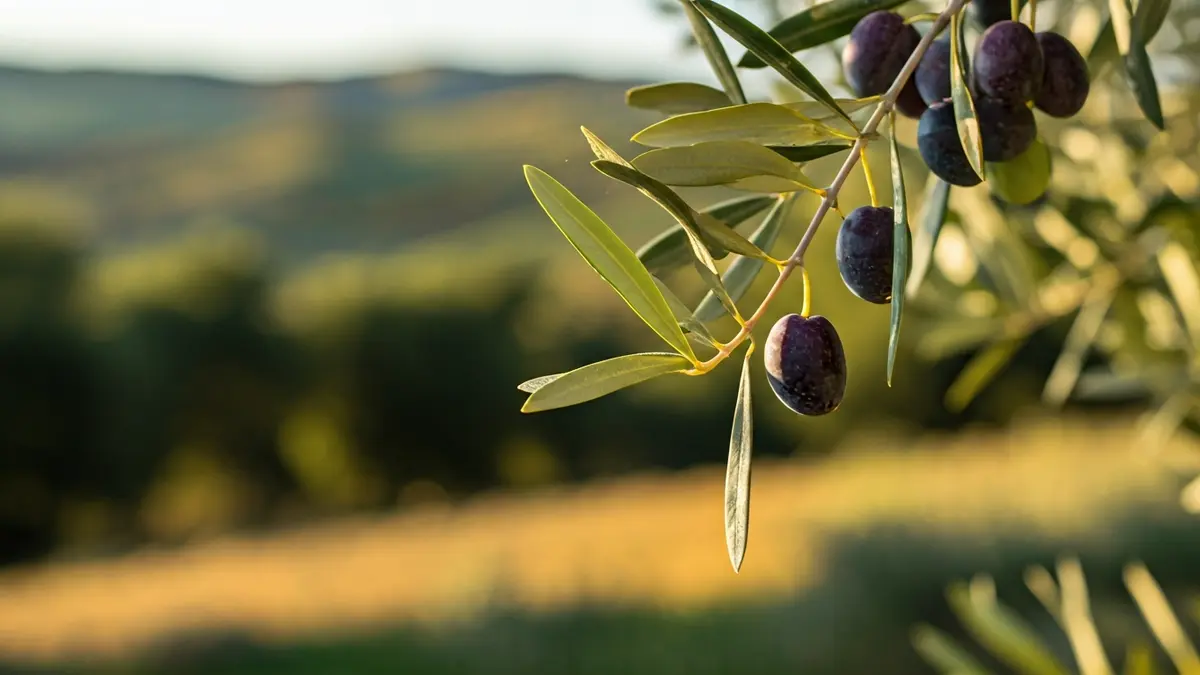 Imagen genérica de aceitunas maduras en una rama de olivo bajo el sol andaluz.