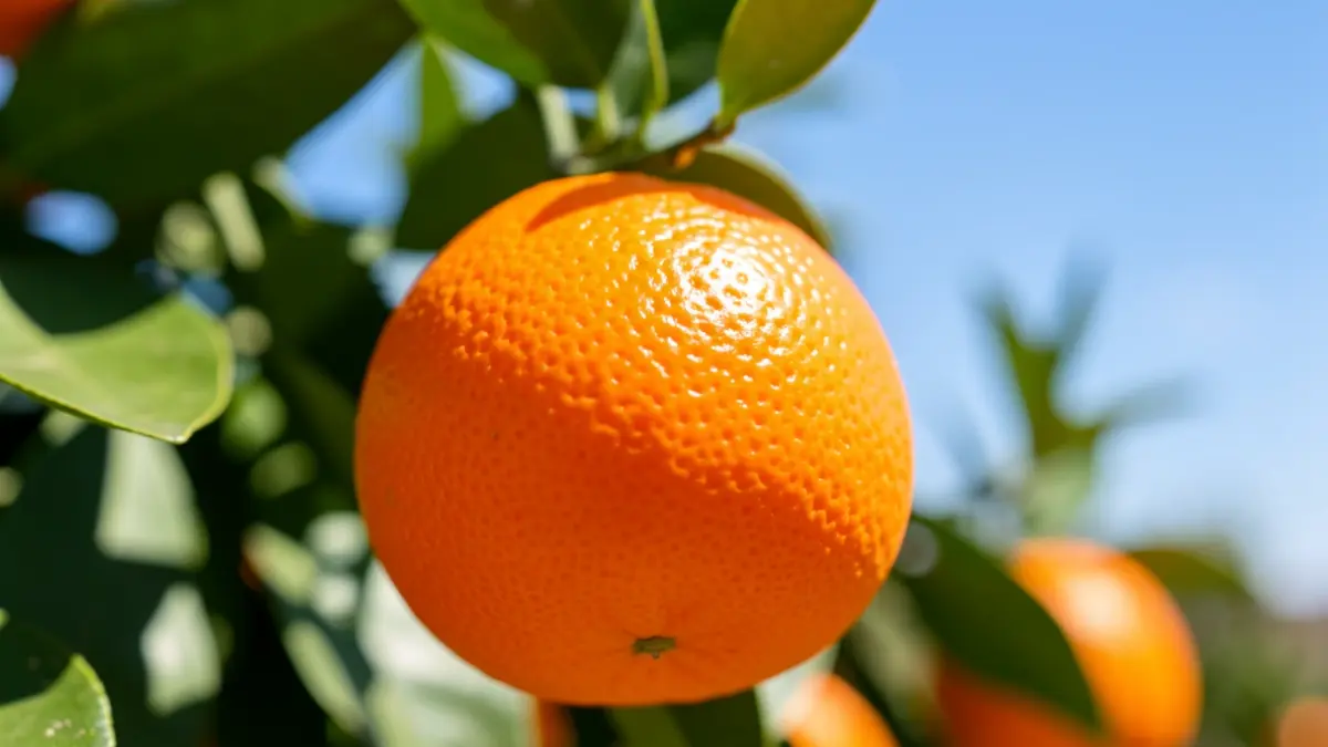 Primer plano de una mandarina Tango madura y sin semillas, con su cáscara naranja vibrante, sobre un fondo desenfocado de hojas verdes de cítricos y un cielo andaluz soleado.