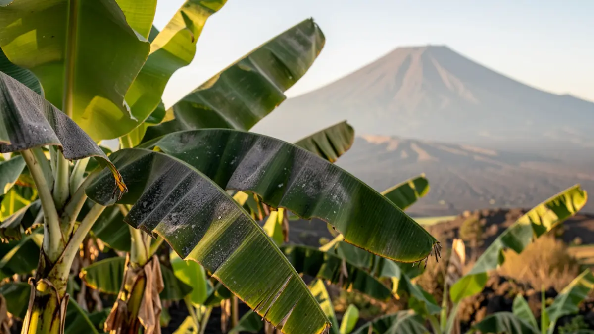 Plantaciones de plátanos en La Palma afectadas por ceniza volcánica.