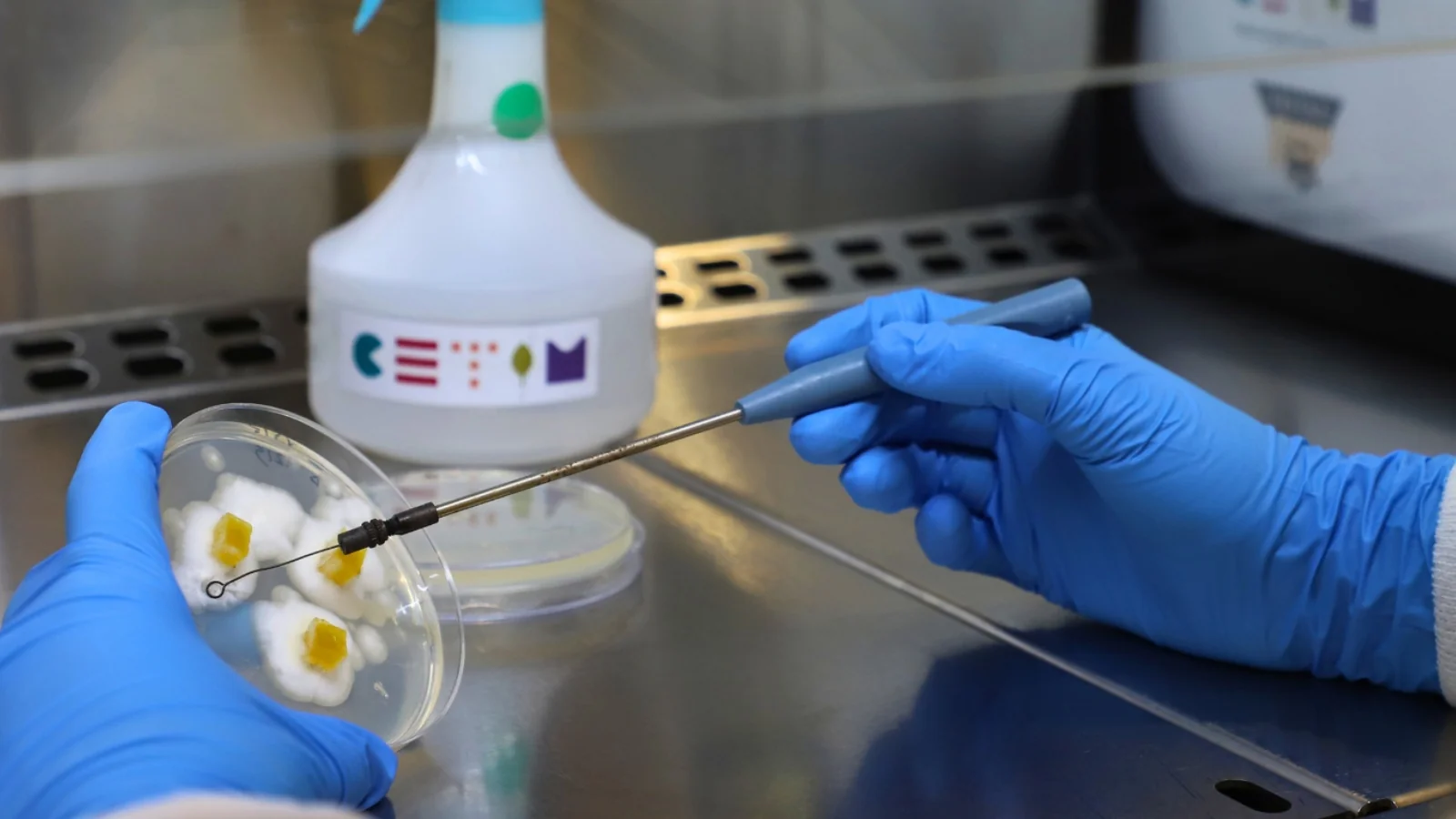 CETIM se apoya en la biotecnología y la economía circular para crear las proteínas alimentarias del futuro