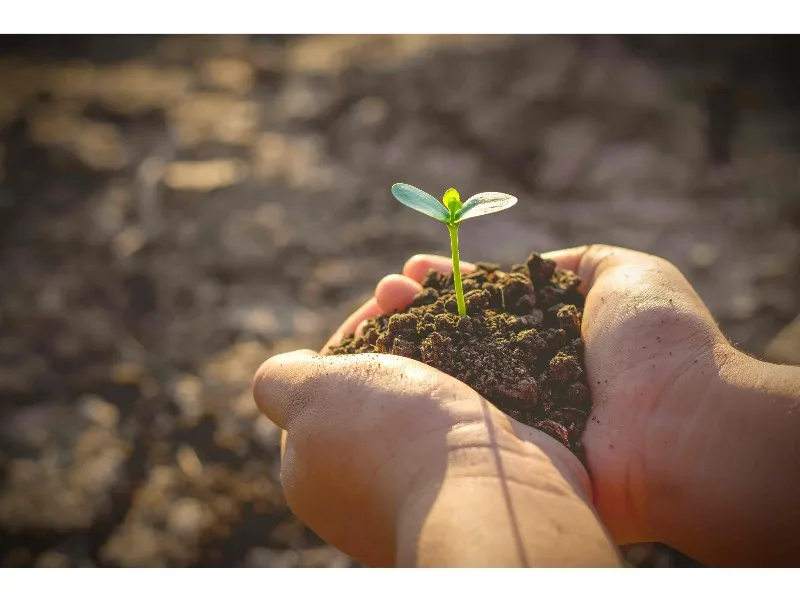 Nova proteïna vegetal de fava: Fitó lidera la innovació agroalimentària